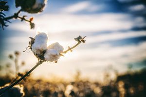 SUA anunță interzicerea totală a importurilor de bumbac din Xinjiang